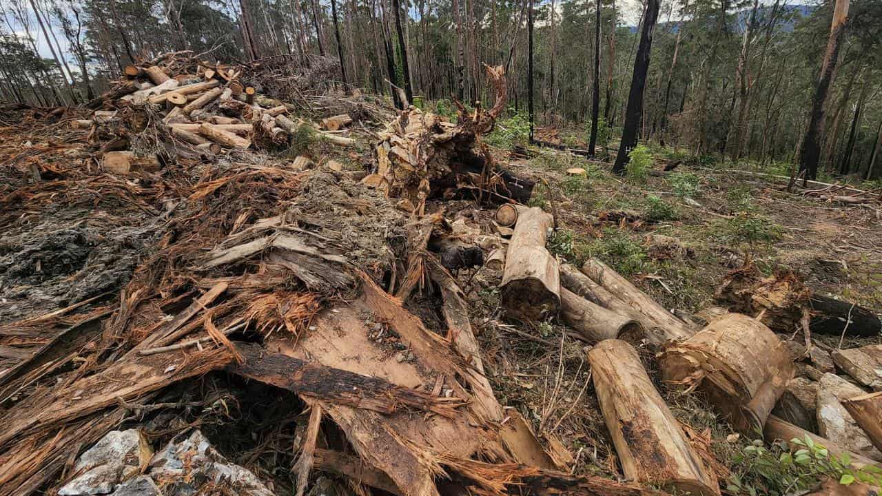 Logging in the Clouds Creek State Forest in NSW