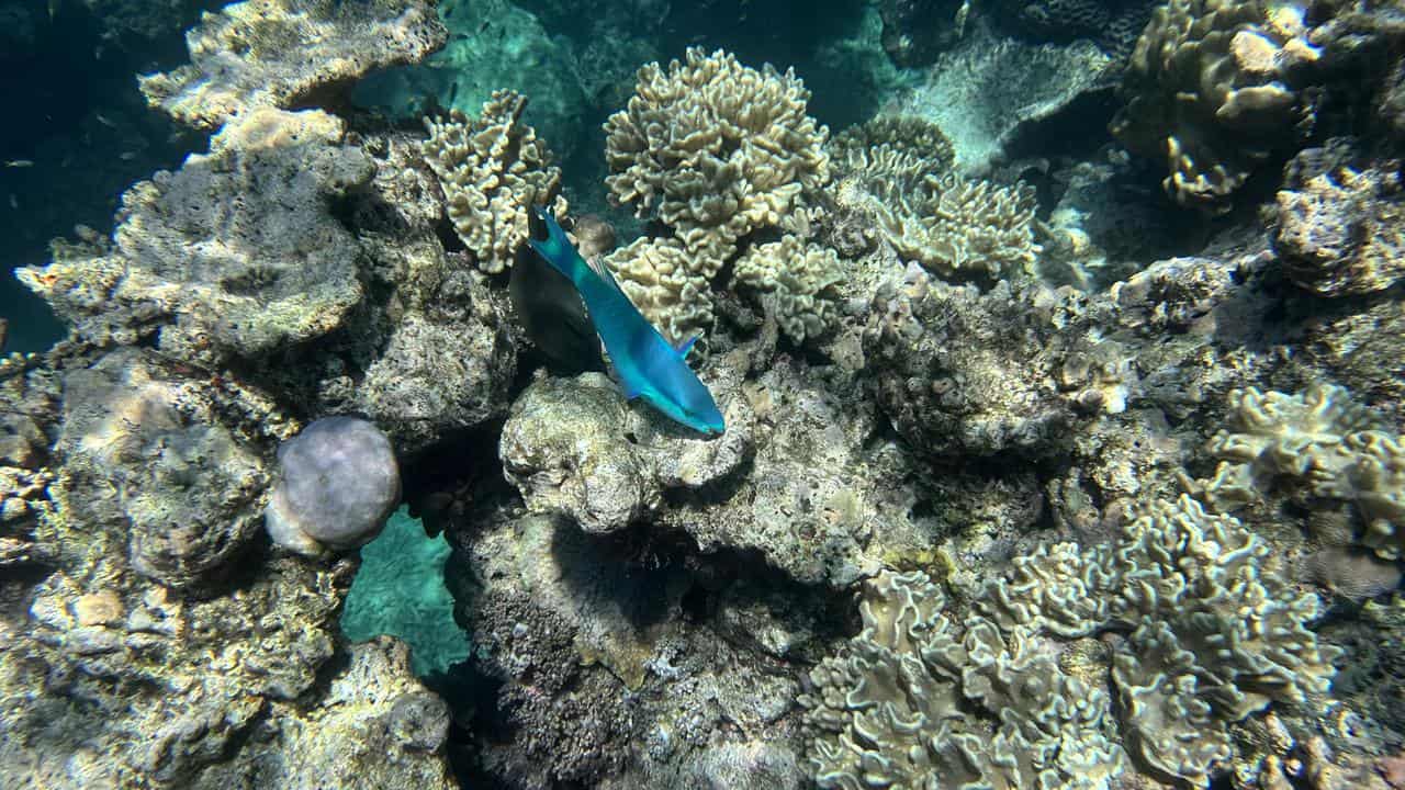 Coral at Moore Reef at the Reef Magic pontoon, near Cairns