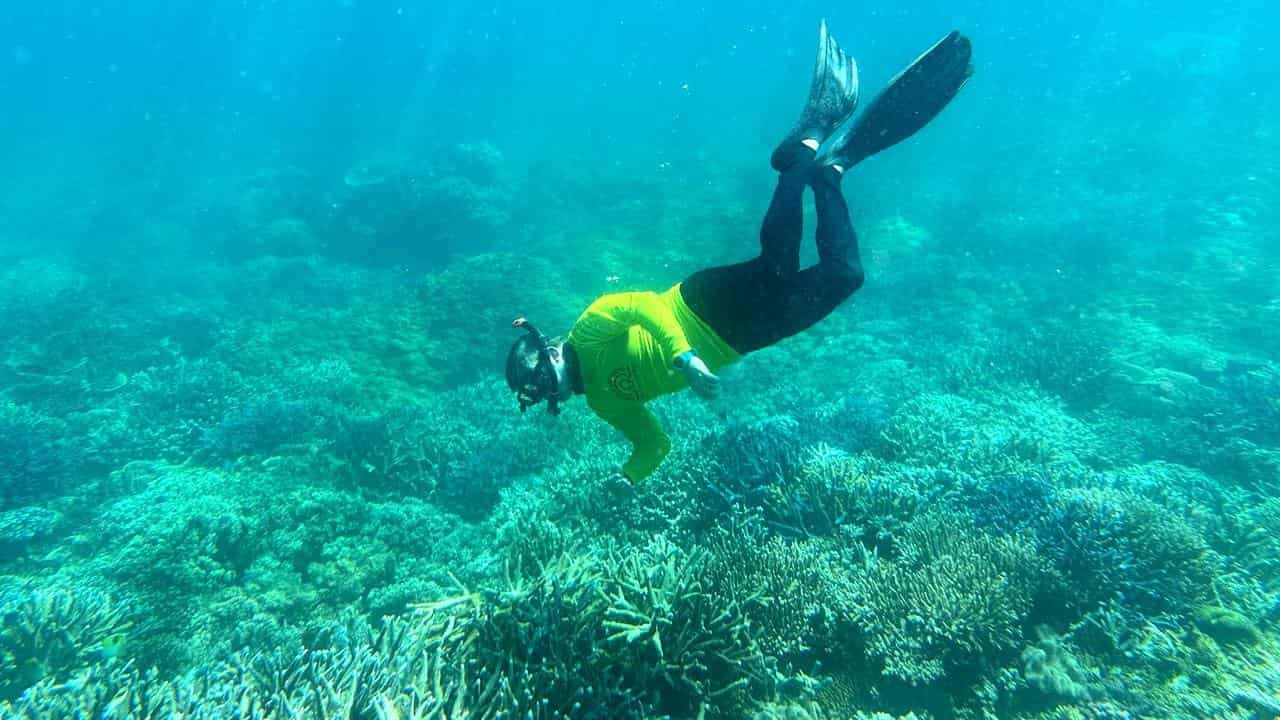 Marine biologist Eric Fisher is seen inspecting coral at Moore Reef