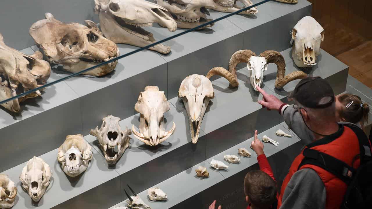 An exhibit at the Queensland Museum (file image)