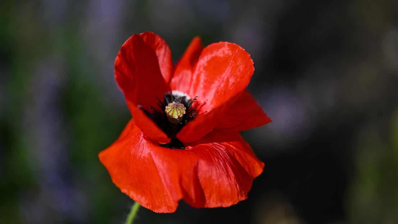 A poppy