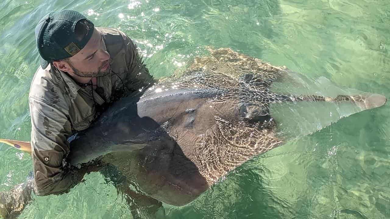 Nicolas Lubitz with a shovelnose ray 