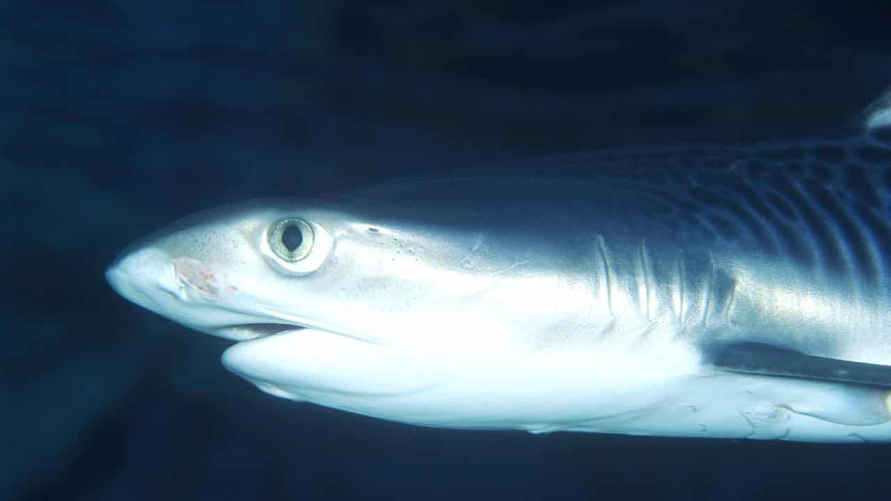 A tiger shark (file image)