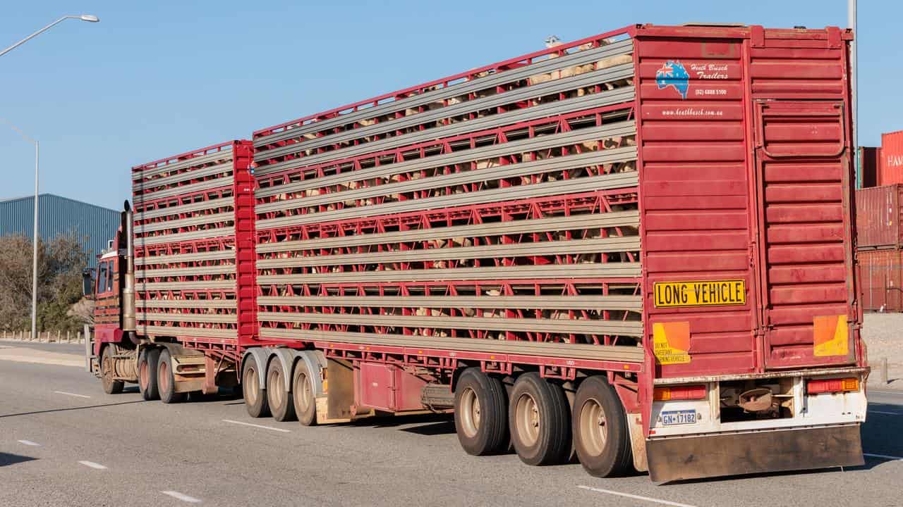 Sheep being transported by road in WA (file image)