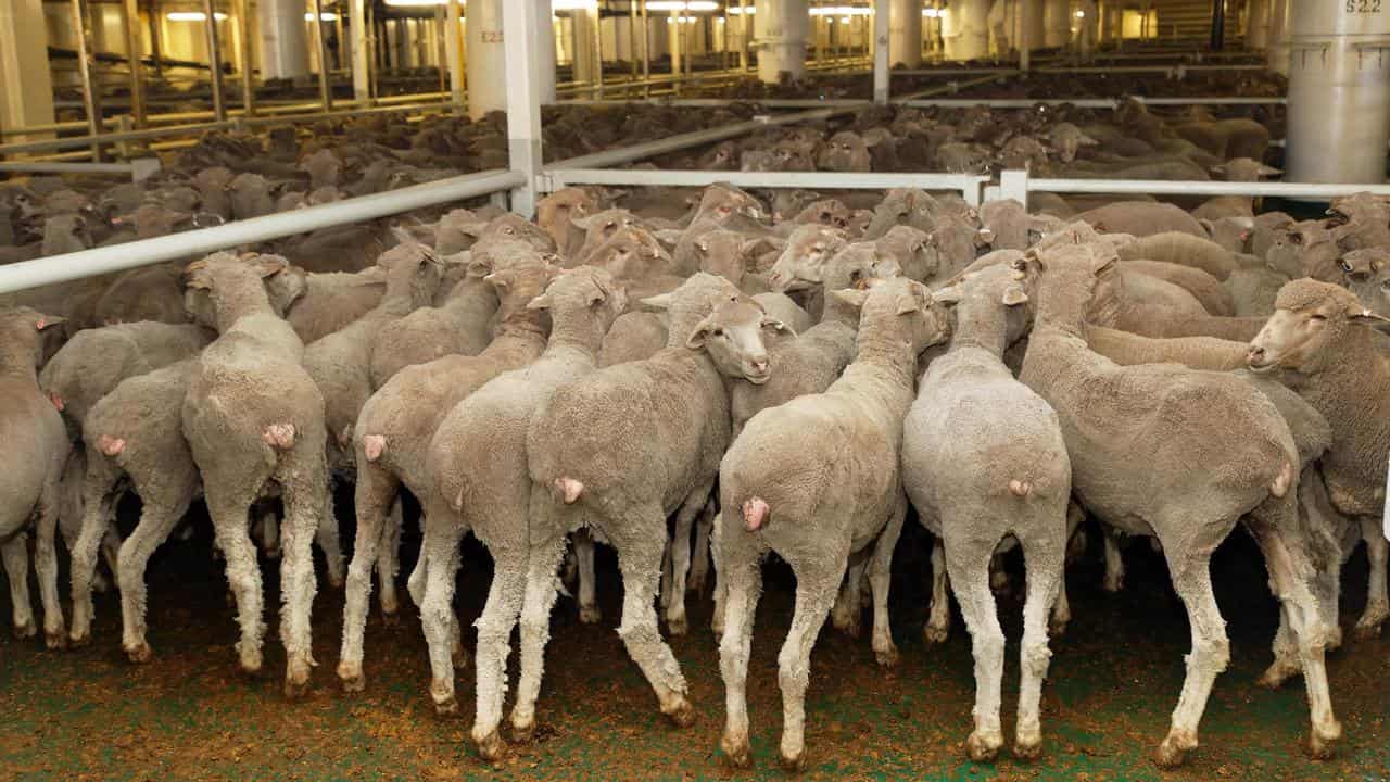 The live sheep export ban was prompted by animal welfare concerns.