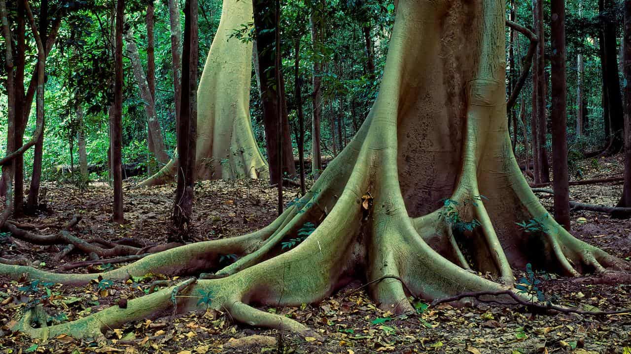 McIlwraith Range fig trees 