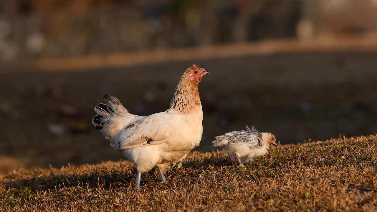 A chicken and her chick