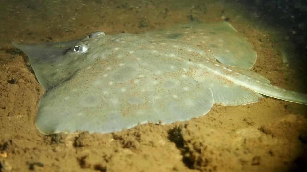 An endangered Maugean skate (file image)