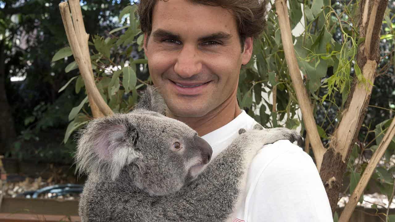 Roger Federer with a koala at the Lone Pine Koala Sanctuary.