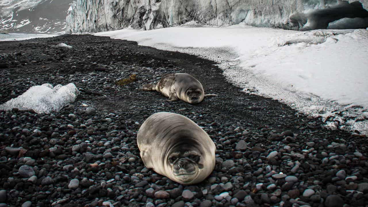 Southern elephant seals on Heard Island