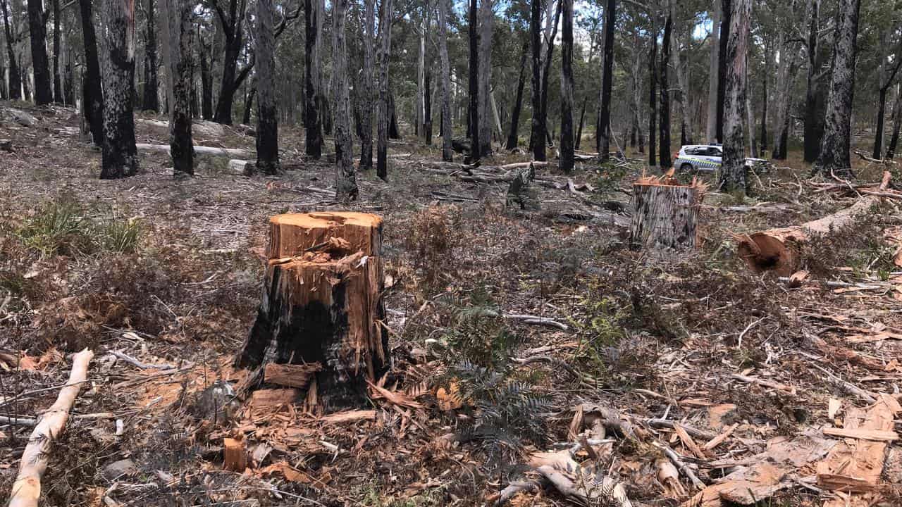 File pic of an unlawfully cut tree in Tin Pot Marsh, Southern Tasmania