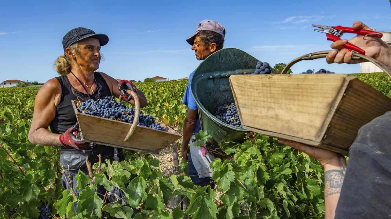 Workers harvest grapes in Bordeaux.