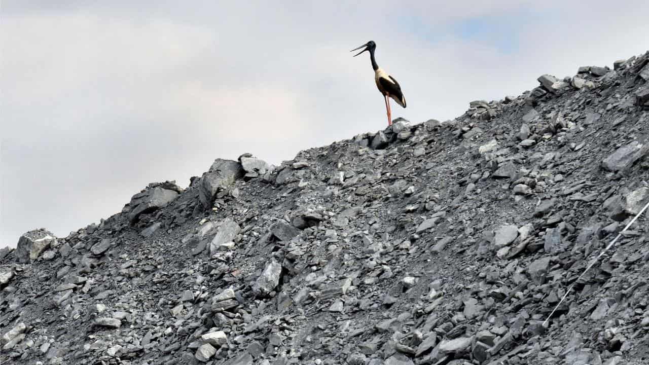 A jabiru at a mine site