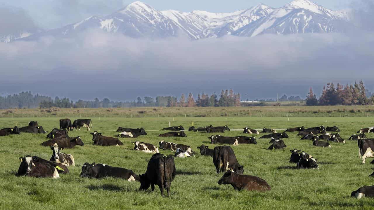 A photo of dairy cows graze on a farm near Oxford in southern NZ.