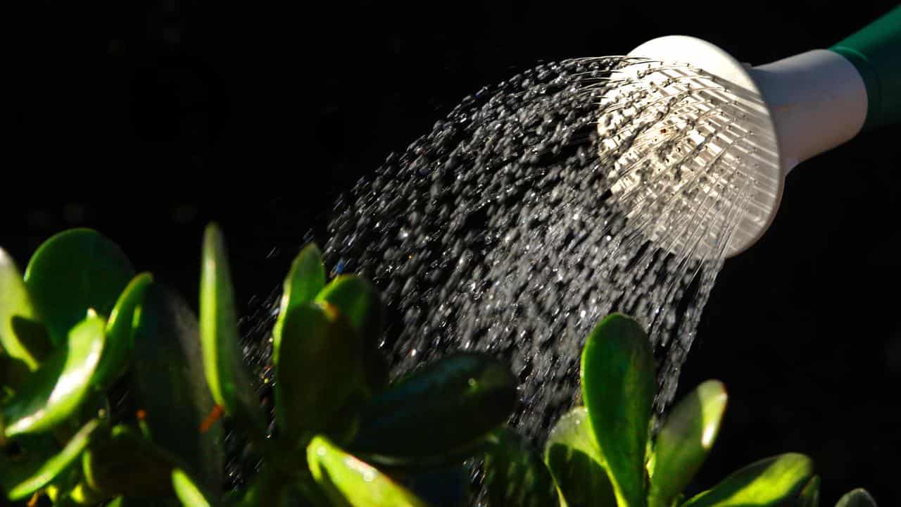 Water coming out of a watering can.