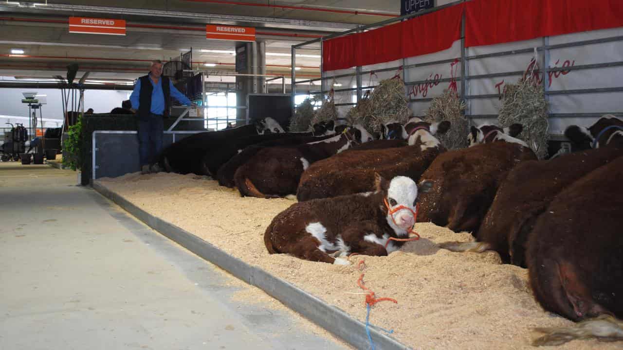 Bulls at the Ekka 