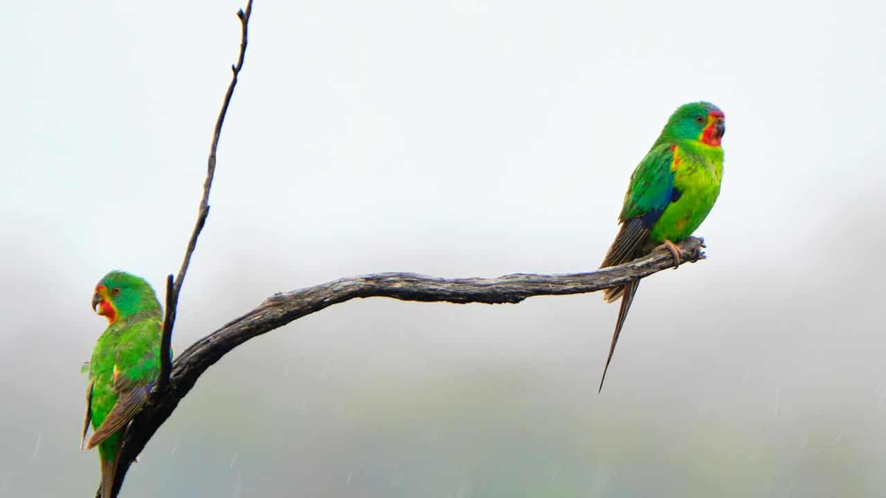 Two swift parrots (file image)