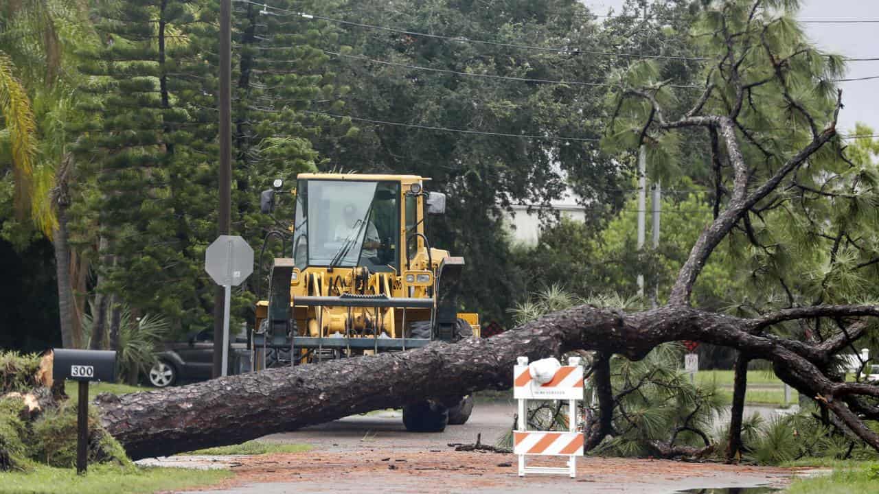 A tree that fell down during Hurricane Debby in Oldsmar, Florida