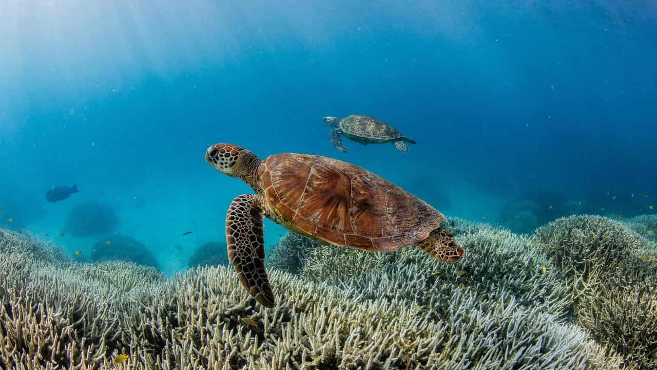 Great Barrier reef 