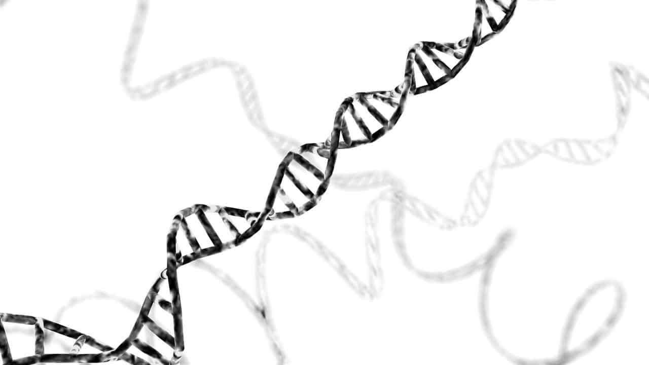 Deoxyribonucleic acid (DNA)