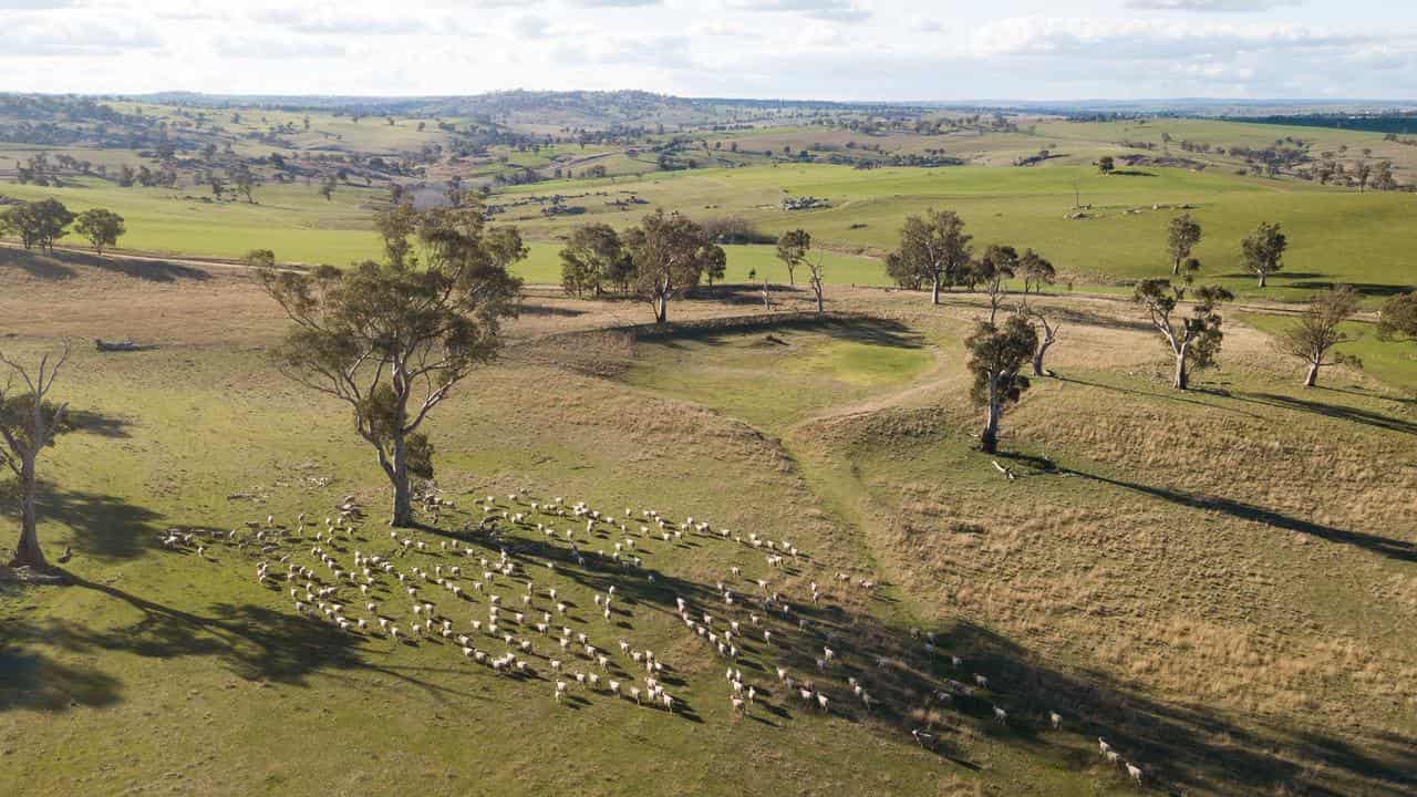 Sheep grazing on a farm near Harden.