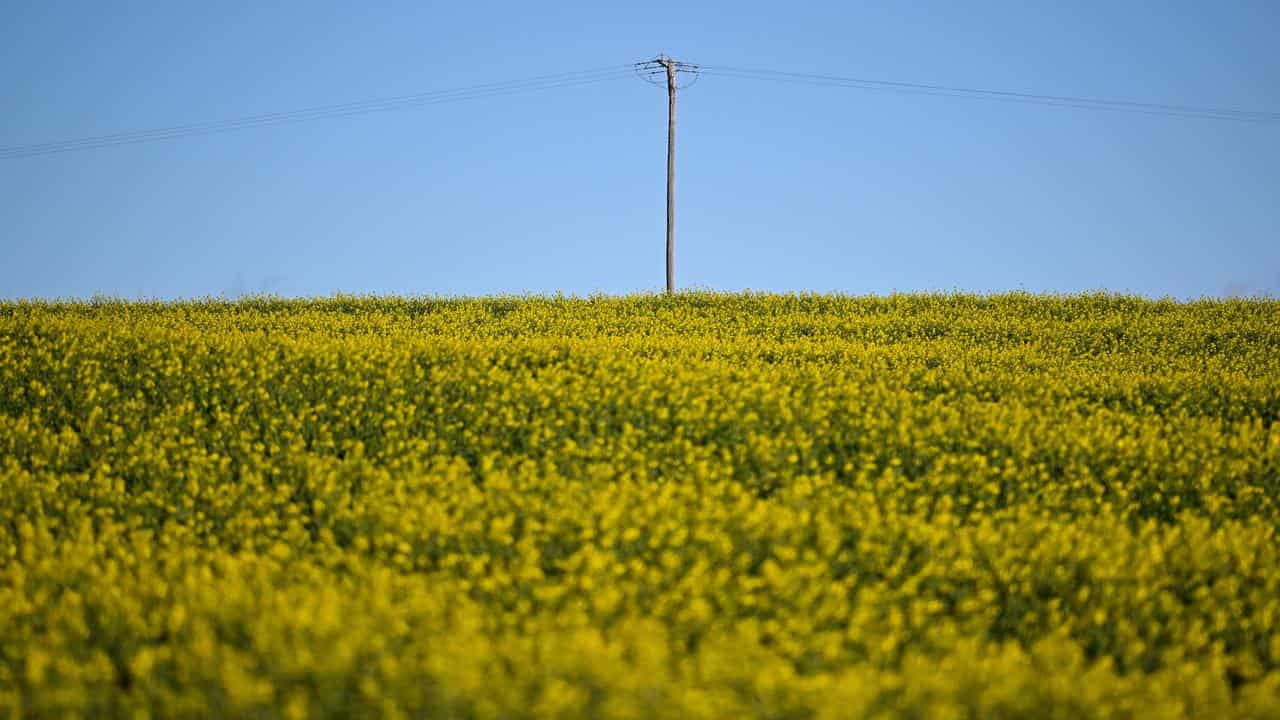 A power pole in a canola field in Harden.