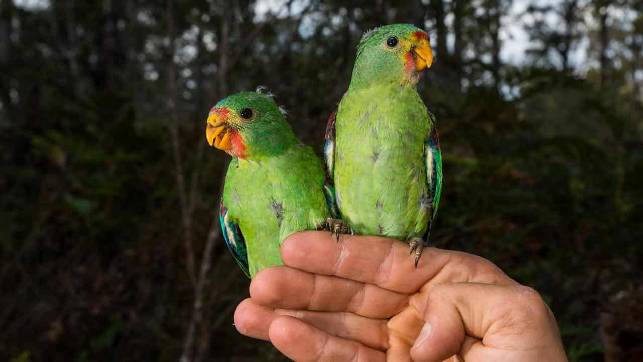 Two swift parrots perched on hand (file image)