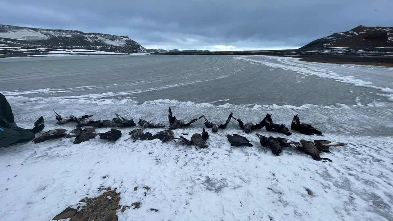 Dead birds in snow