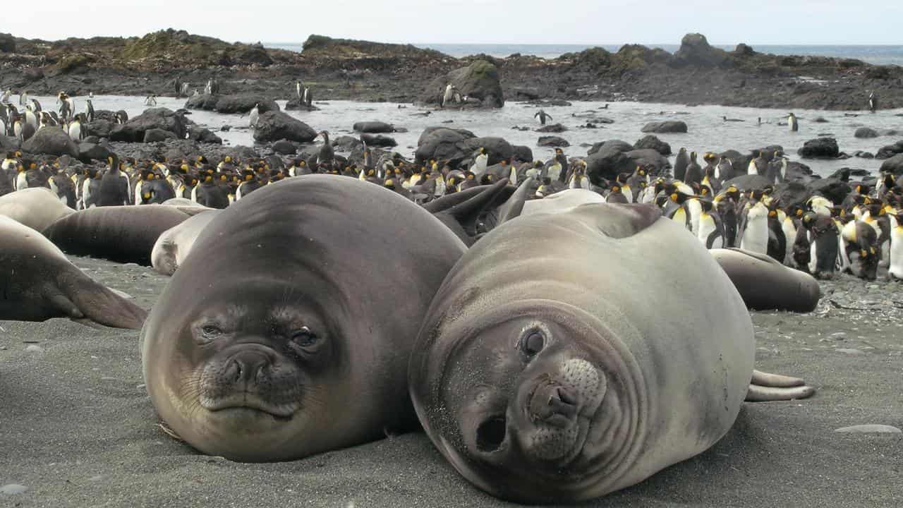 Elephant seals