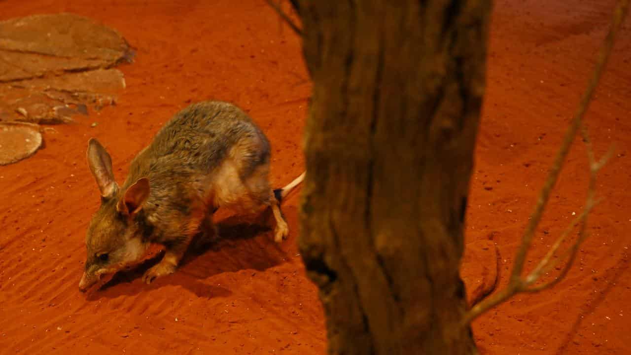 The endangered Greater Bilby