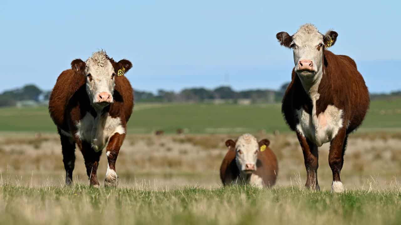 Cows in a paddock (file image)