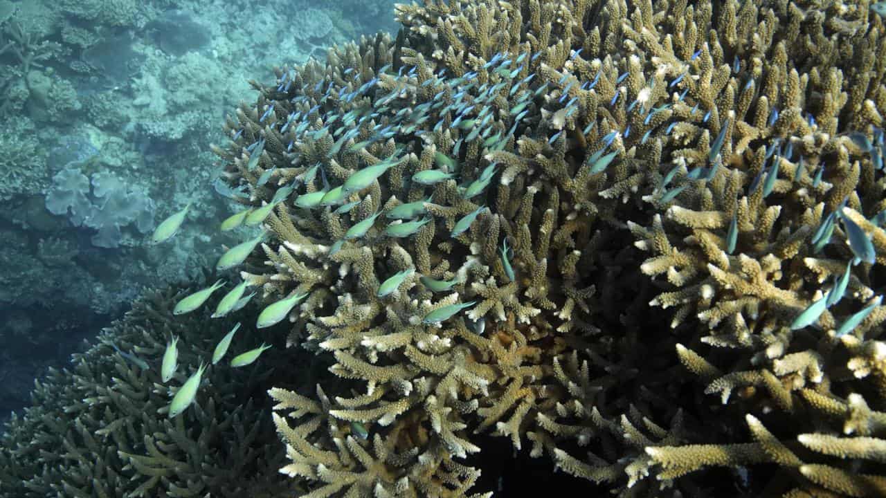 A school of blue-green chromid fish