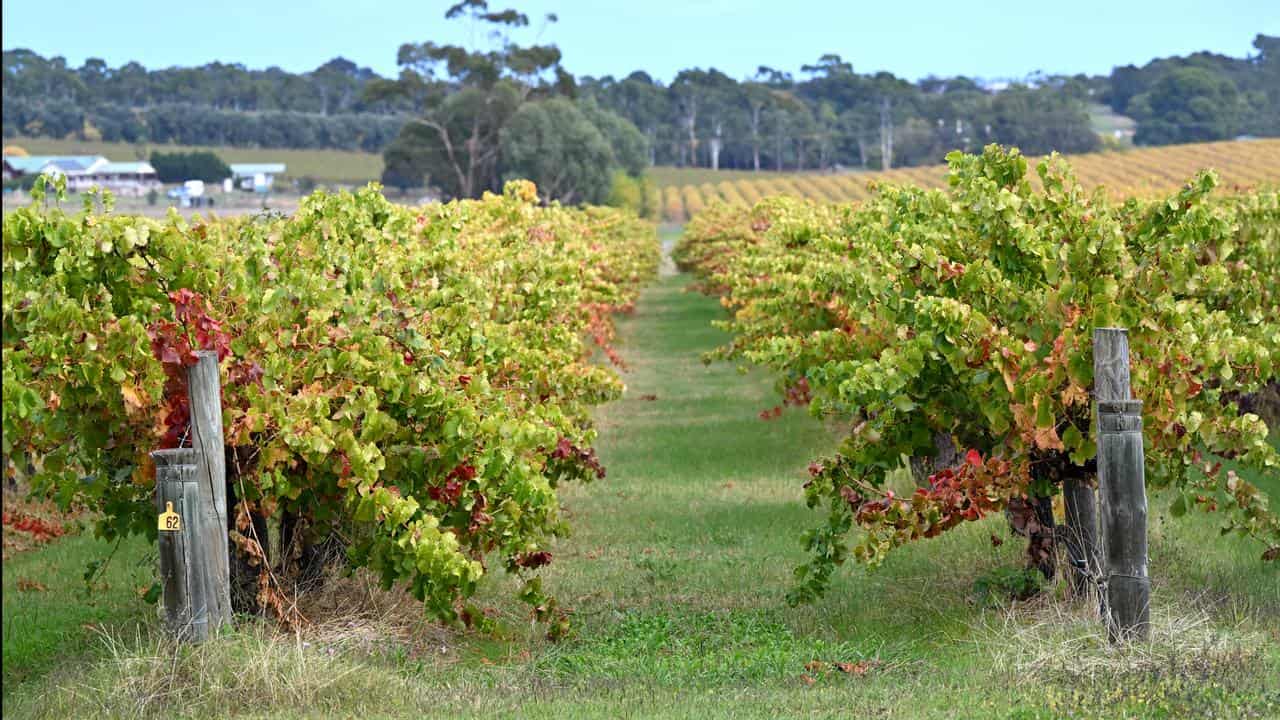 McLaren Vale vineyard