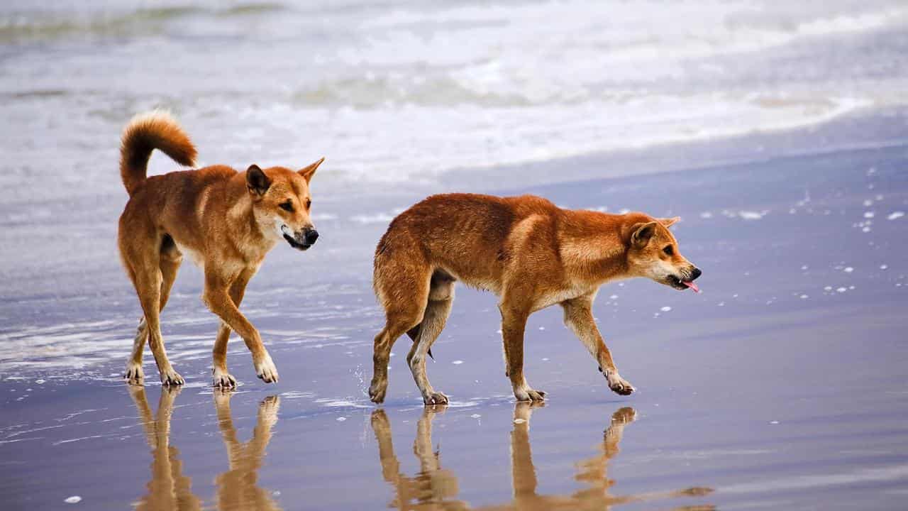 Dingoes on k'gari