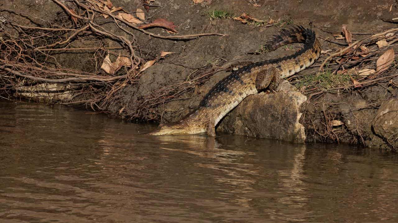 A crocodiel in Kimberley region of Western Australia