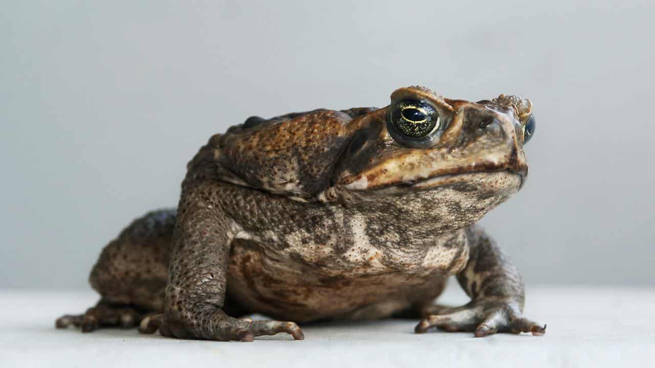 A cane toad