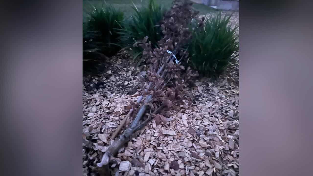 A tree dedicated to Tony Abbott was chopped down by vandals