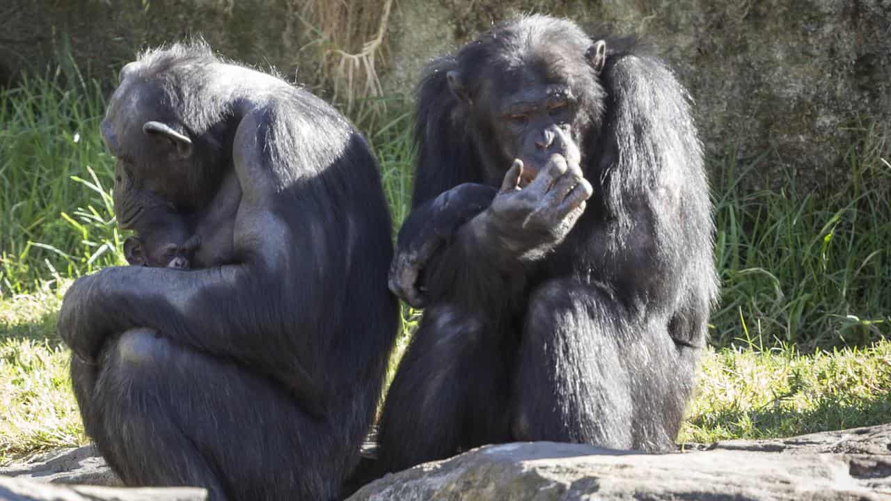 New baby Chimpanzee with mother Kuma at Taronga Zoo, Sydney.