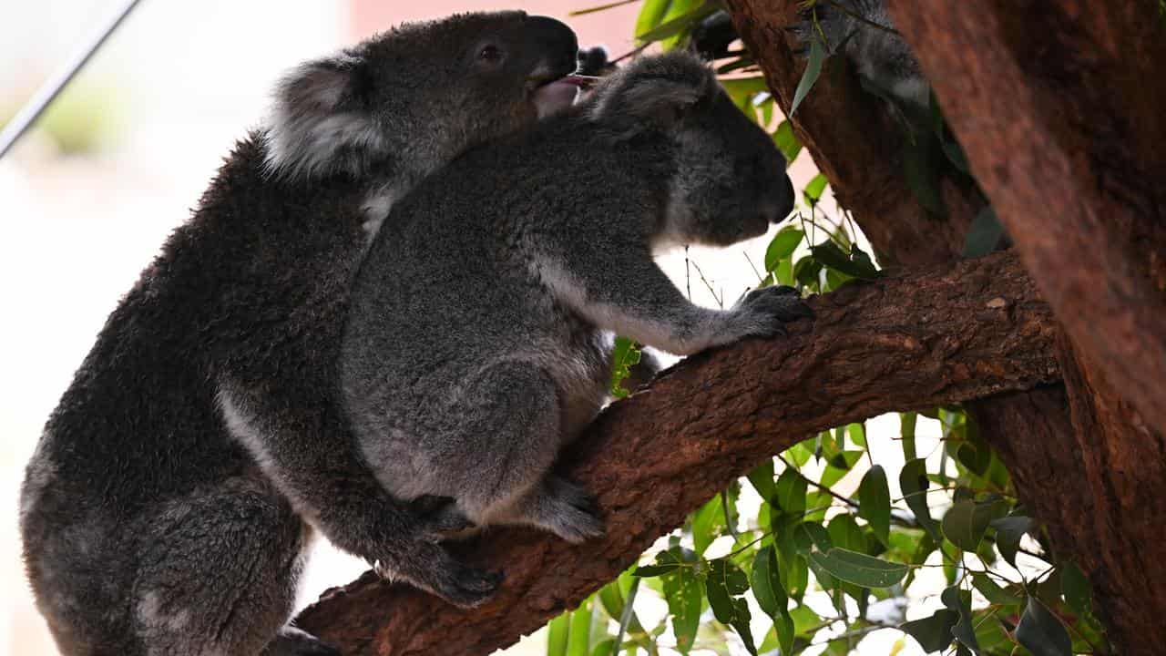 Koalas at Symbio Wildlife Park, Helensburgh, NSW