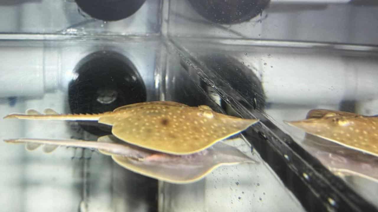 Captive-bred Maugean skate