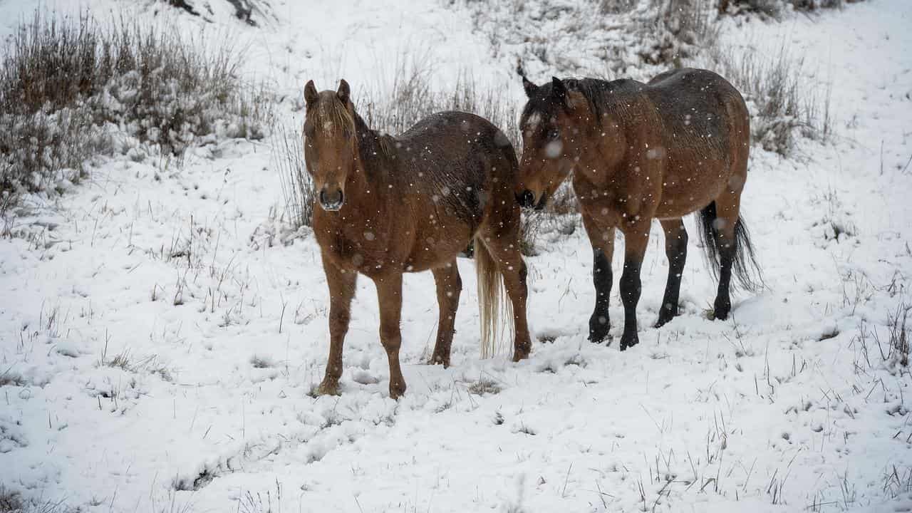 Pair of brumbies (file image)