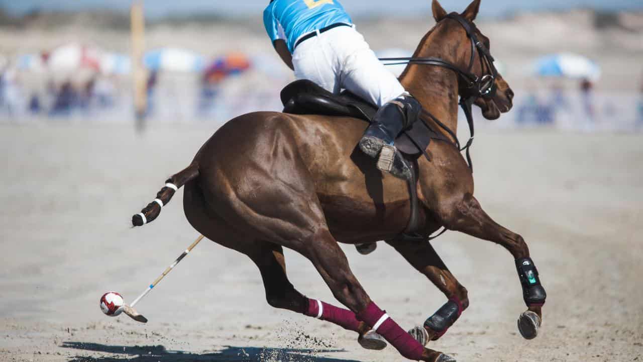 Polo pony (file image)