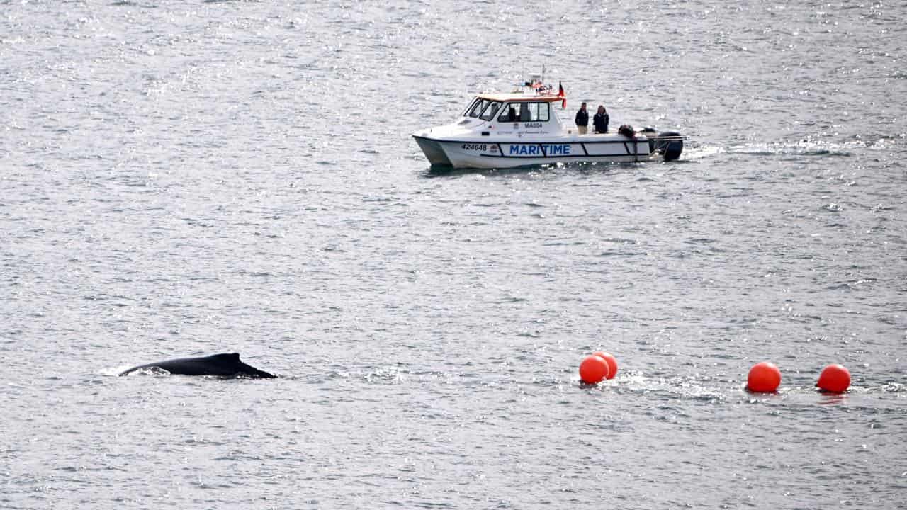 Buoys trail a whale.