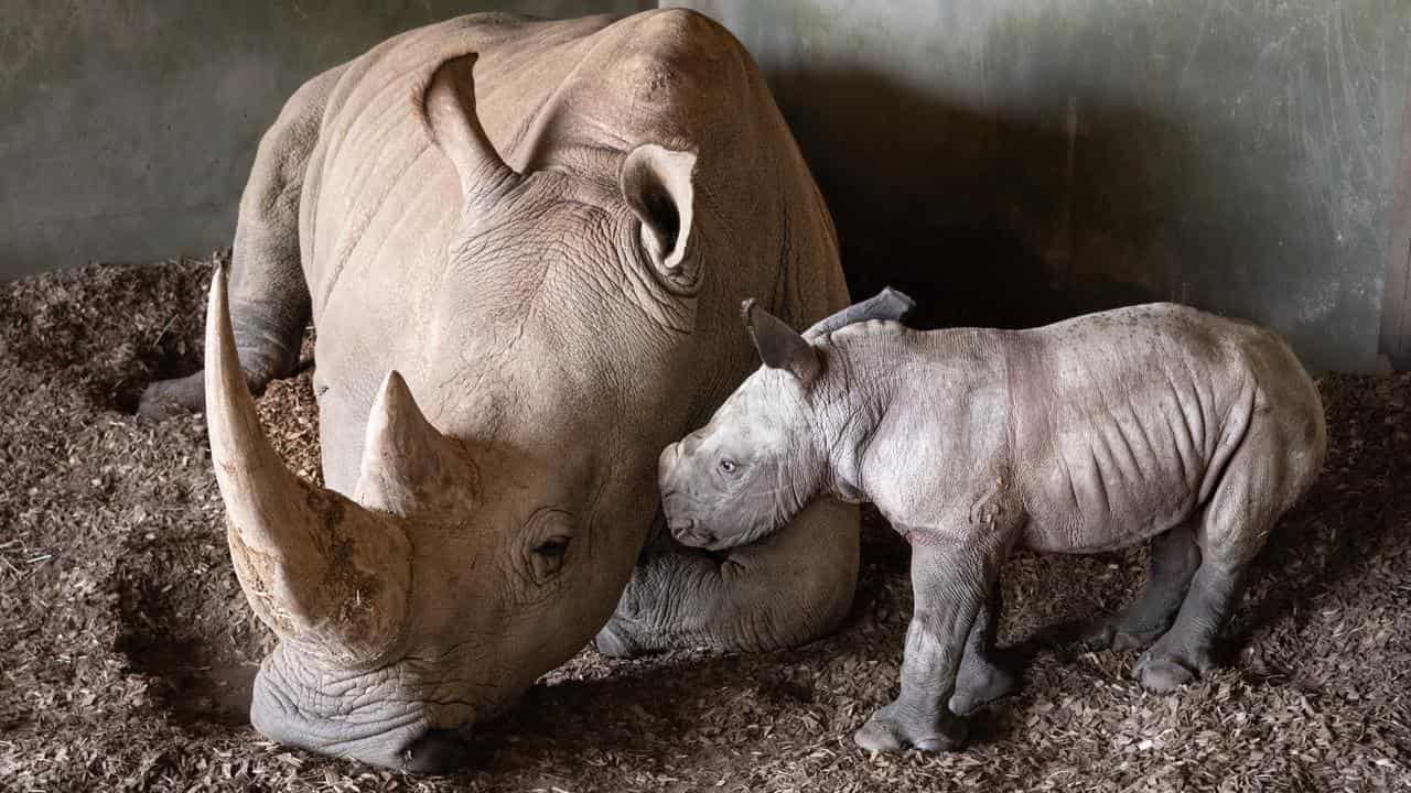 Southern white rhino Kipenzi with her calf