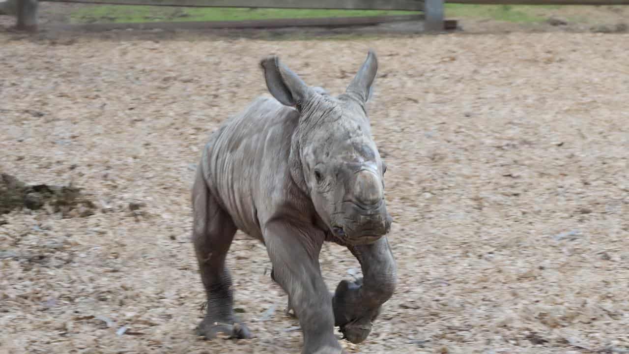 The baby southern white rhino calf at Werribee