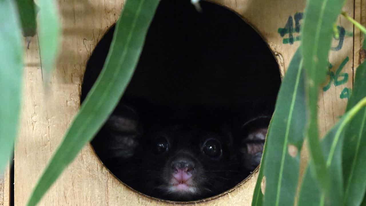 The greater glider