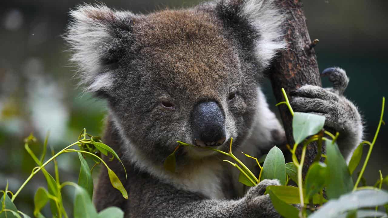 A koala