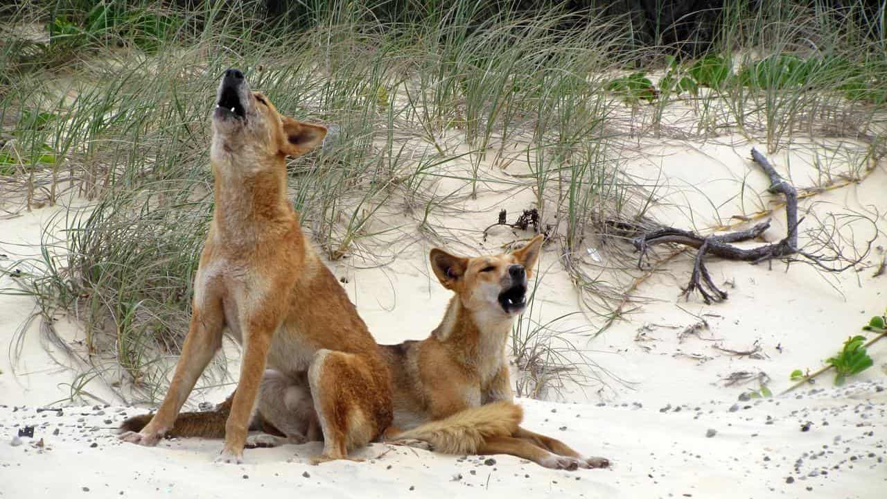 Dingoes