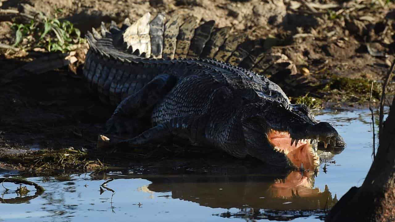 A crocodile suns itself on a bank.