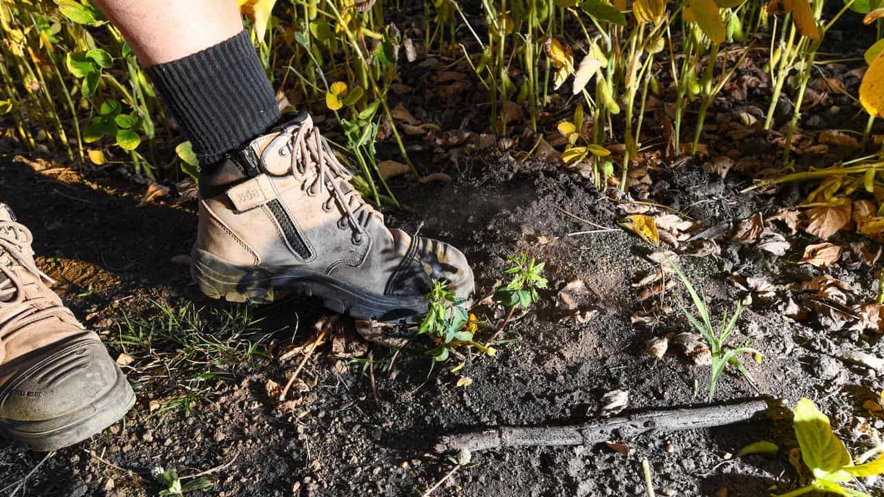 Someone's feet near an ant nest.